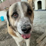 Adopta a Cazorla