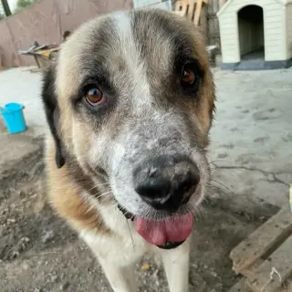 Cazorla