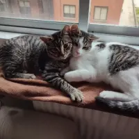 Adopta a Kiwi Y Sugus
