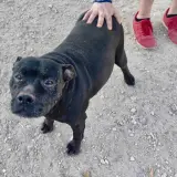 Adopta a Wendy