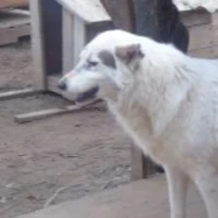 Adopta a Silver