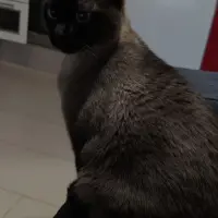 Adopta a Ámbar