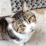 Adopta a Bollito