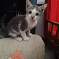 Adopta a Pepo