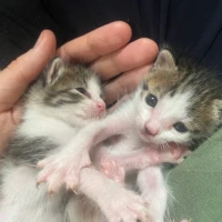 Adopta a Gatitos Urgente