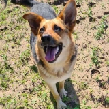 Adopta a Dakota