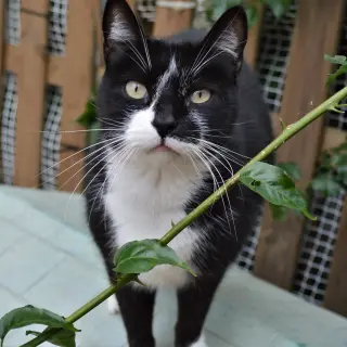 Tom