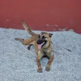 Adopta a Malibú