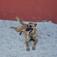Adopta a Malibú