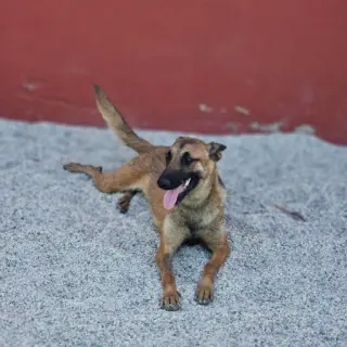Malibú