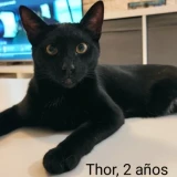 Adopta a Thor