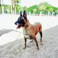 Adopta a Soleá
