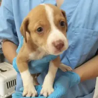 Adopta a Camada Chocolate
