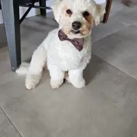 Adopta a Nube