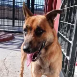 Adopta a León