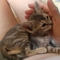 Adopta a Lila
