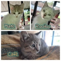 Adopta a Rooibo, Café Y Mate