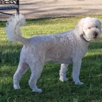 Adopta a Jara