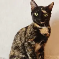 Adopta a Lúa