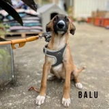 Adopta a Balu