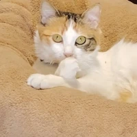 Adopta a Miel