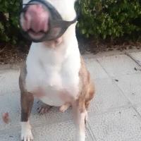 Adopta a Zeus