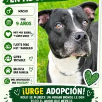 Adopta a Rolo