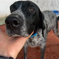 Adopta a Sara