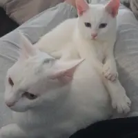 Adopta a Sam Y Dean