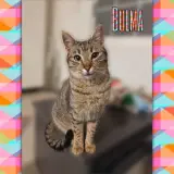 Adopta a Bulma