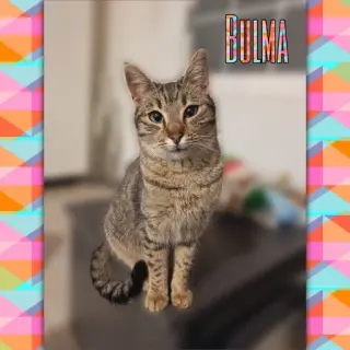 Bulma