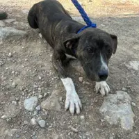 Adopta a Sara