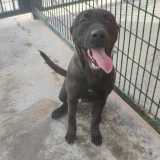 Adopta a Cacao