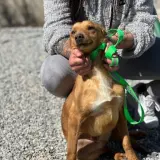 Adopta a Voltio