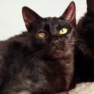 Tita