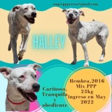 Adopta a Halley
