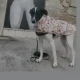 Adopta a Nala