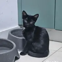 Adopta a Rosita