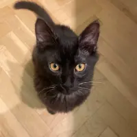 Adopta a Pelusas