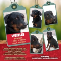 Adopta a Venus