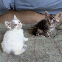 Adopta a Nick Y Jim