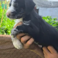 Adopta a Sako