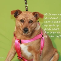 Adopta a Milena