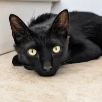 Adopta a Salem