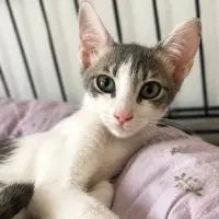 Adopta a Tina