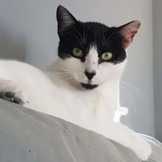 Milka