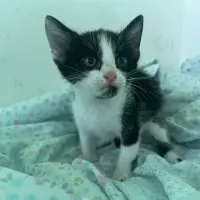 Adopta a Carrasco
