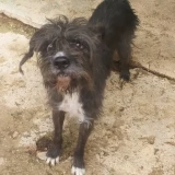 Adopta a Luna Negra