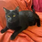 Adopta a Merlin
