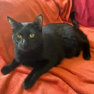 Merlin